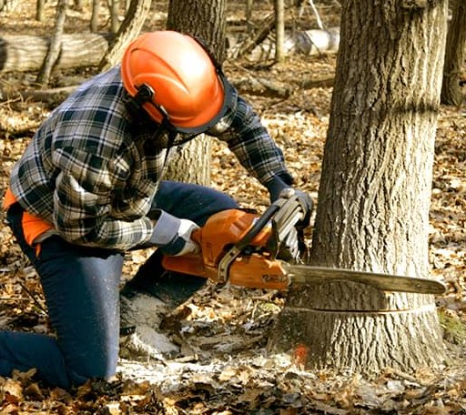 Tree Removal in Madison, VA